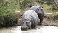 Hippos drinking